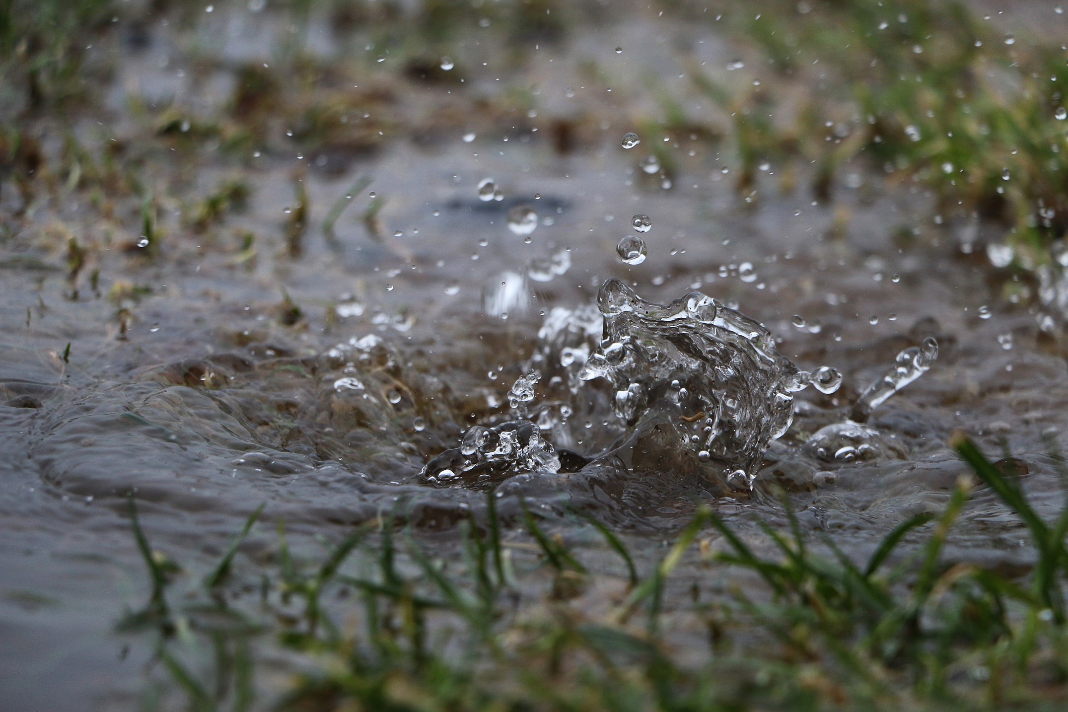 Preventing Soggy Lawns Essential Tips